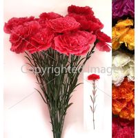 Гвоздика майская 50см фасовка 20 шт