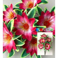 Букет Гибискус СБОРНЫЙ 6гол фасовка 5 шт