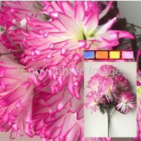 Букет хризантема нов