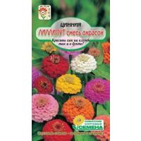 Цинния Лиллипут
